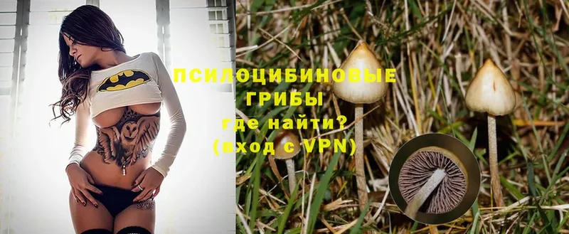 Галлюциногенные грибы Psilocybe  Чусовой 